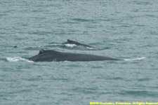 humpback mother and calf
